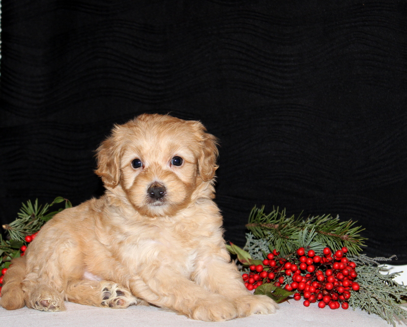 puppy, for, sale, Morki-Poo, Matthew B. Stoltzfus, dog, breeder, Gap, PA, dog-breeder, puppy-for-sale, forsale, nearby, find, puppyfind, locator, puppylocator, aca